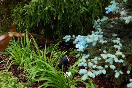 Discover and explore this vibrant garden that beautifully showcases lush greenery along with unexpected wildlife