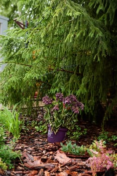 In a beautiful, serene garden, a vibrant and colorful potted plant sits cozily underneath a lush green tree