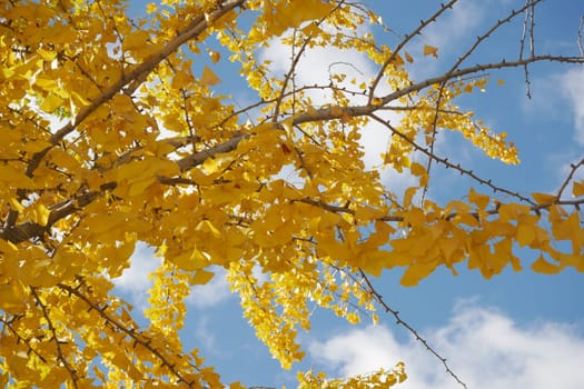 The stunning golden foliage beautifully contrasts against a backdrop of fluffy, white clouds