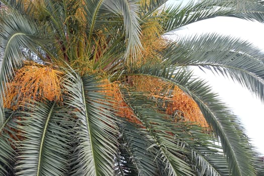 Clusters of ripe, golden date palm fruits are hanging gracefully from the branches above