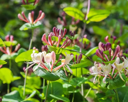 Pink Honeysuckle buds and flowers in a sunny garden. Lonicera Etrusca Santi caprifolium, woodbine in bloom. Gardening concept. Floral background