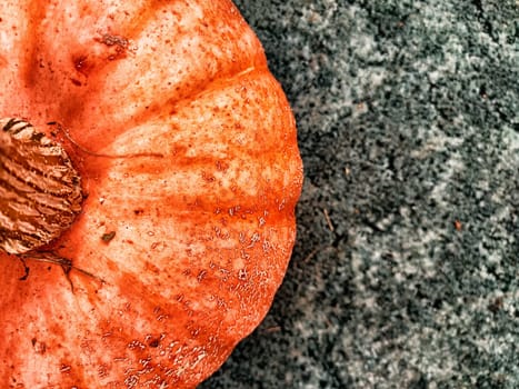 The bright orange pumpkin showcases its unique texture and color against a contrasting gray backdrop, typical of autumn decor.