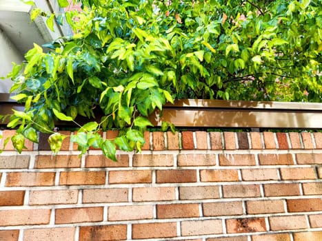 Vibrant green foliage cascades over a rustic brick wall, showcasing a blend of nature and urban architecture in bright daylight.