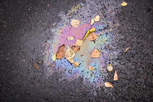 Rainbow oil stain on wet asphalt covered with fallen leaves.