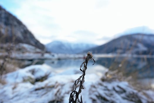 Close-up of a withered plant against a backdrop of a calm snowy fjord, mountains, and marina in Gaupne, Norway