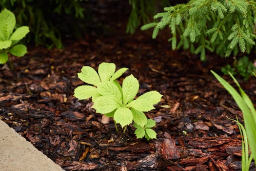 A vibrant and lively green plant grows resiliently in rich mulch, symbolizing natures unwavering strength in a garden
