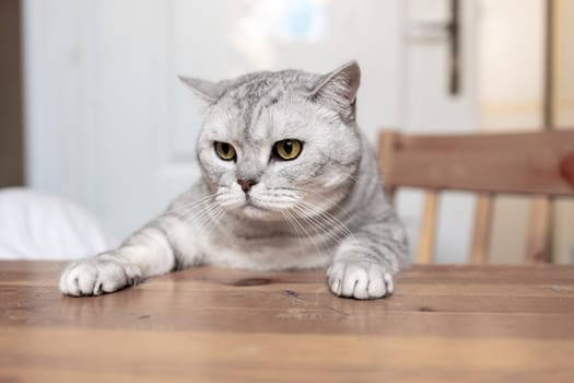 A grey tabby cat sits on a wooden table, its paws resting on the surface and its gaze fixed on something off-camera.