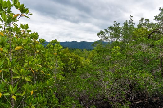 A vibrant mangrove landscape richly showcasing lush greenery with distant hills stretching under a cloudy sky