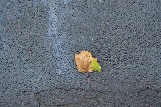 Two fallen autumn leaves, one brown and one green, lie on a wet asphalt road after the rain