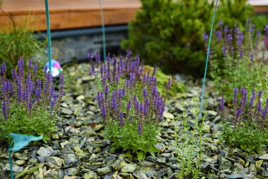 Stunning clusters of vibrant purple flowers thriving beautifully among decorative stones in a peaceful garden setting
