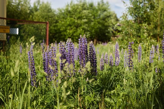 In a sunny green field, beautiful purple lupines bloom vibrantly, offering a serene view of natures beauty