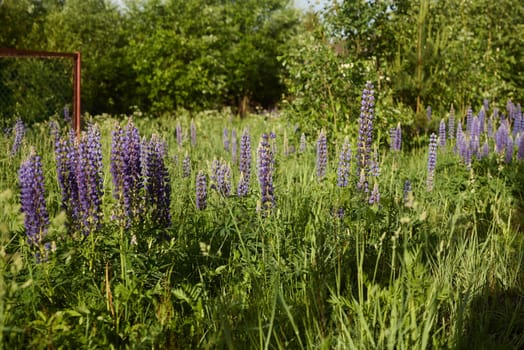 A beautiful and picturesque scene featuring blooming purple lupines set against a lush green landscape