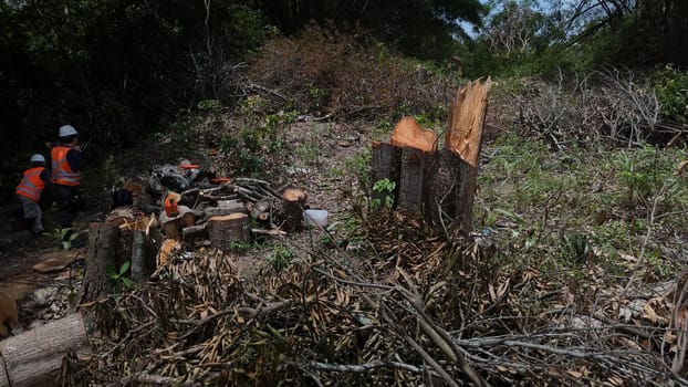 salvador, bahia, brazil - december 3, 2024: deforestation area of ​​an Atlantic Forest requires construction of a light rail vehicle in the city of Salvador.