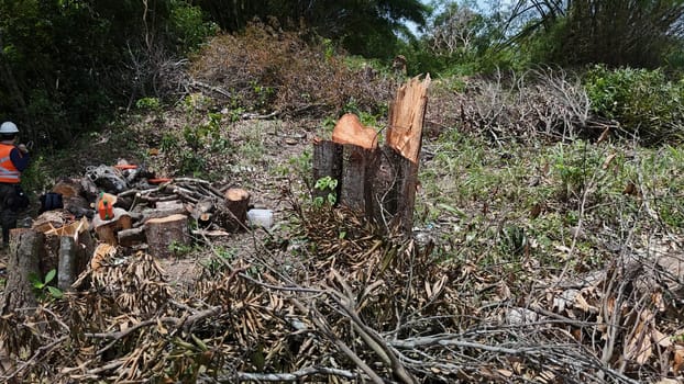 salvador, bahia, brazil - december 3, 2024: deforestation area of ​​an Atlantic Forest requires construction of a light rail vehicle in the city of Salvador.