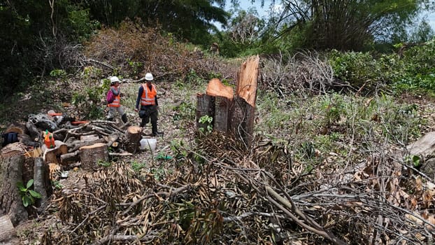 salvador, bahia, brazil - december 3, 2024: deforestation area of ​​an Atlantic Forest requires construction of a light rail vehicle in the city of Salvador.