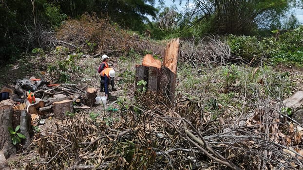 salvador, bahia, brazil - december 3, 2024: deforestation area of ​​an Atlantic Forest requires construction of a light rail vehicle in the city of Salvador.
