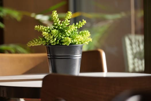 A vibrant green plant placed in a sleek black pot, enhancing the cozy ambiance of a cafe atmosphere