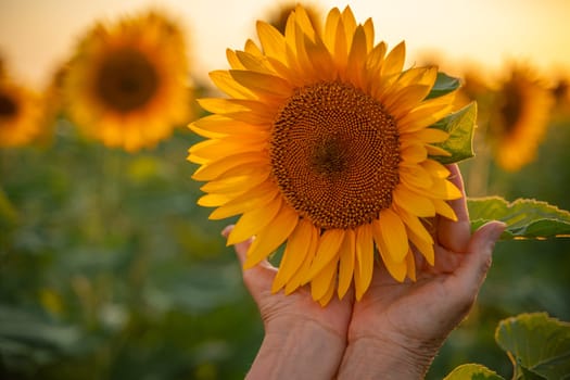 Female hands holding sunflower flower against the backdrop of a sunflower field at sunset light. Concept agriculture oil production growing sunflower seeds for oil.