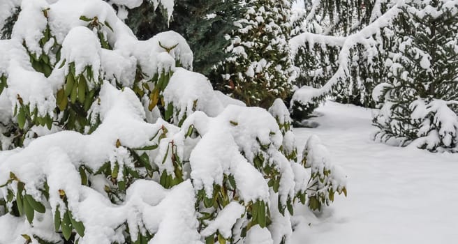 Rhododendron branch covered in fresh white snow. Winter background