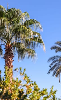 Palm tree in the wind on blue sky background in summertime. Summer holiday and tropical nature concept.