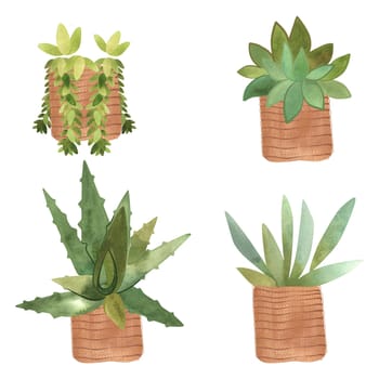 Succulents in baskets: aloe, kalanchoe, sedum. Interior decoration in boho style. Isolated watercolor illustration for booklet design, plant packaging design, plant growing courses design. Group of objects
