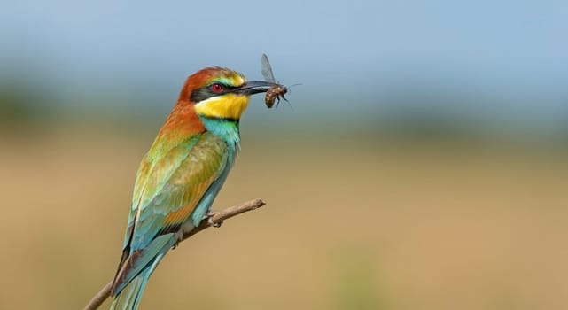 European bee-eater displaying vibrant plumage as it perches on a branch, holding a dragonfly. the bird's striking colors stand out against a soft, blurred background, nature's beauty and predator-prey dynamics.
