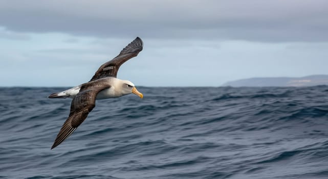 A graceful albatross soars over the vast ocean, its wings outstretched against the backdrop of distant clouds and horizon. the scene serene beauty and freedom of the bird as it navigates the open sea.