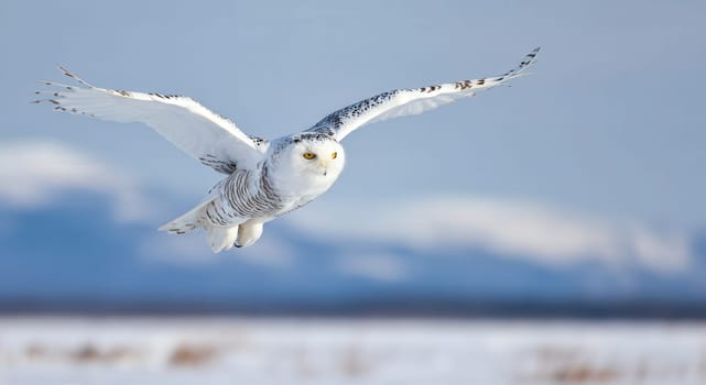 A snowy owl soars through a clear winter sky, showcasing its majestic wingspan against a backdrop of soft, snow-covered terrain. the owl's sharp gaze and elegant flight embody grace and the wonders of the natural world.