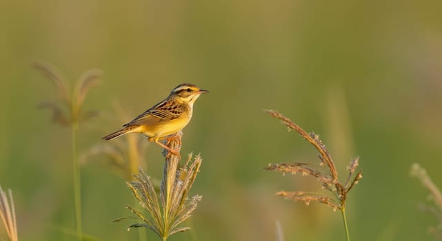 A delicate bird rests atop tall grass against a backdrop of soft, verdant tones. the scene tranquility of nature, the intricate patterns of the bird’s feathers in natural light.