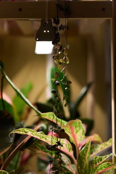Vibrant and lush indoor plants are showcased beautifully under the inviting and warm glow of LED lighting