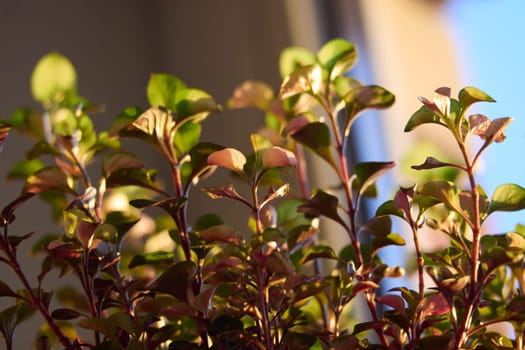 This stunning closeup photo highlights the vibrant green and reddish hues of leaves on an indoor plant