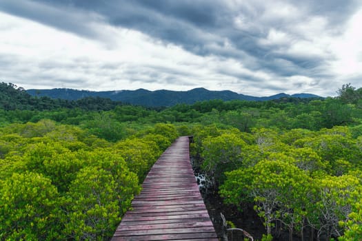 Venture on a tranquil mangrove pathway that is enveloped by vibrant greenery and contrasting, dramatic clouds above