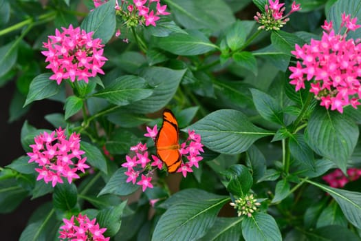 Little orange oak Tiger Butterfly on the flowers