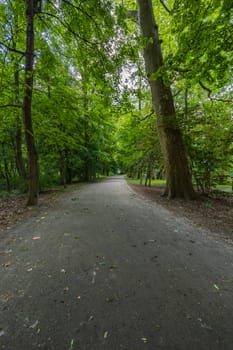 Long footpath in park with high and old green trees on both sides separating from bright sun