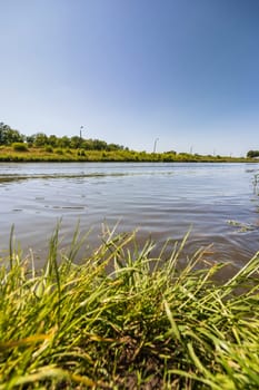 Beautiful sunny landscape of high blades of grass next to long river coast with green trees and bushes on other side of river