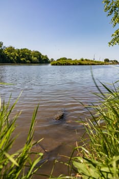 Big stones and rocks under shallow water next to coast of long river full of high green blades of grass