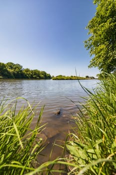 Big stones and rocks under shallow water next to coast of long river full of high green blades of grass