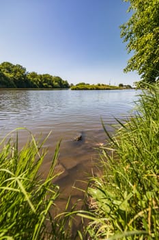 Big stones and rocks under shallow water next to coast of long river full of high green blades of grass