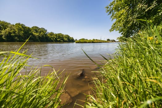 Big stones and rocks under shallow water next to coast of long river full of high green blades of grass