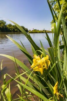 Small yellow flower between high blades of grass growing next to long river and beautiful green surroundings