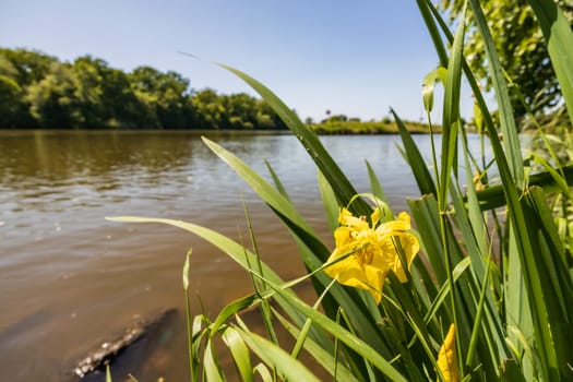 Small yellow flower between high blades of grass growing next to long river and beautiful green surroundings