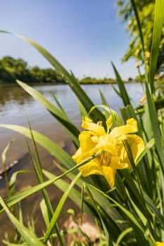 Small yellow flower between high blades of grass growing next to long river and beautiful green surroundings