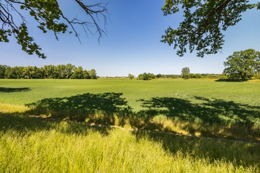 Beautiful natural landscape with big green field with some trees and bushes seen from path under trees