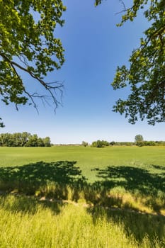 Beautiful natural landscape with big green field with some trees and bushes seen from path under trees