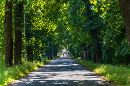 Long road with lights and shadows on it with beautiful high and old green trees on both sides