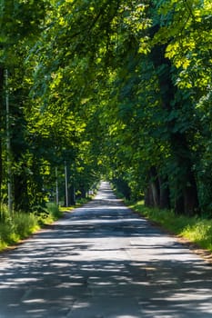 Long road with lights and shadows on it with beautiful high and old green trees on both sides