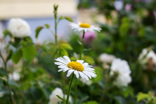 Chamomile on the background of green leaves close up