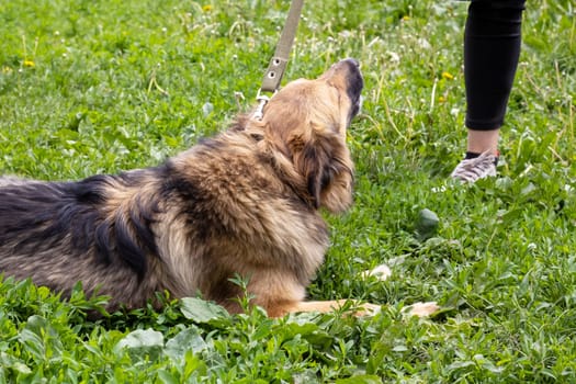 Brown dog lying in green grass close up