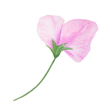 Garden pink Lathyrus watercolor illustration. Hand drawn botanical painting, floral sketch. Colorful sweet pea flower clipart for summer or autumn design of wedding invitation, prints, greetings, sublimation, textile