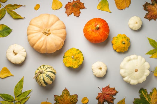 Thanksgiving or fall festive composition with different assorted pumpkins and autumn yellow leaves on light gray background top view..